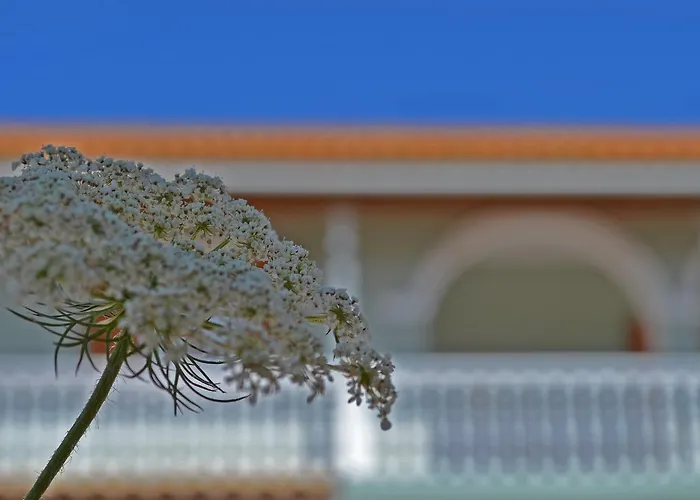 Pine Tree & Sunset By 