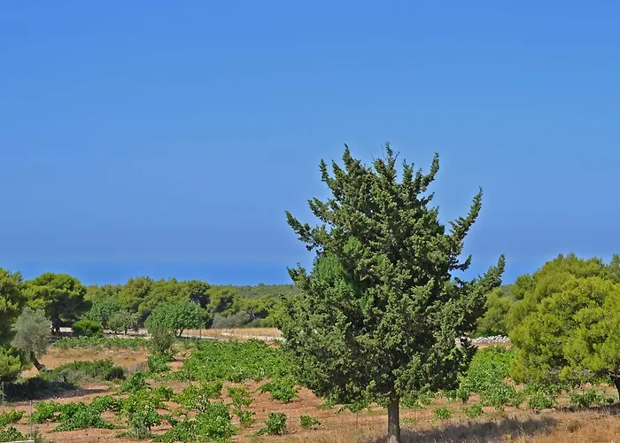 Pine Tree & Sunset By 