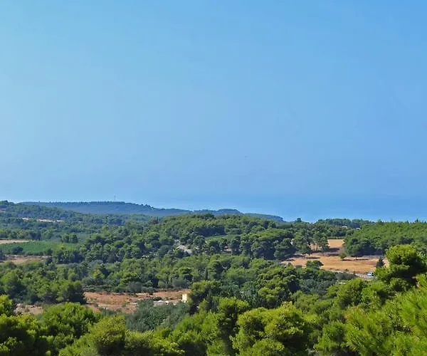 Pine Tree & Sunset By 
