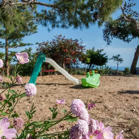 Pine Tree & Sunset By 