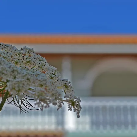 Pine Tree & Sunset By 