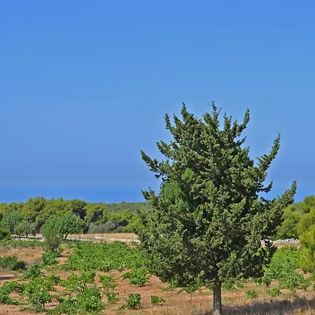 Pine Tree & Sunset By 