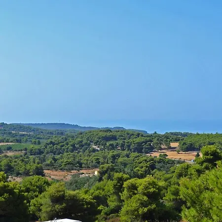 Pine Tree & Sunset By 