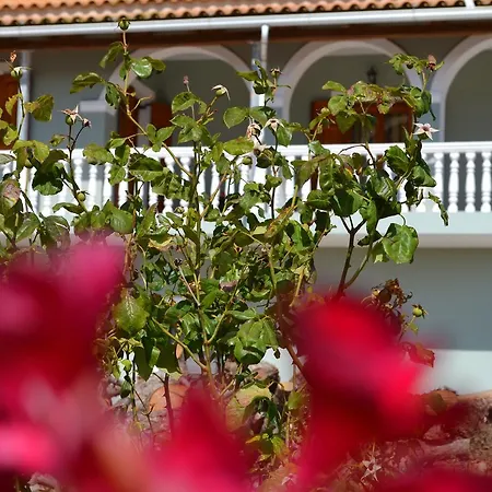 Pine Tree & Sunset By 