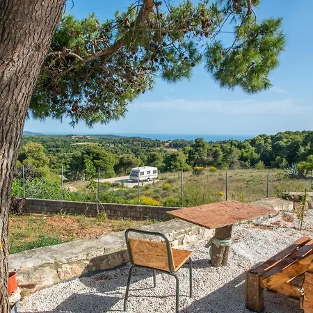 Pine Tree & Sunset By 